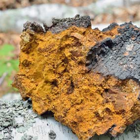 Chaga Mushroom